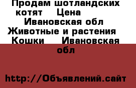 Продам шотландских котят  › Цена ­ 4 000 - Ивановская обл. Животные и растения » Кошки   . Ивановская обл.